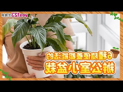 辦公室 盆栽